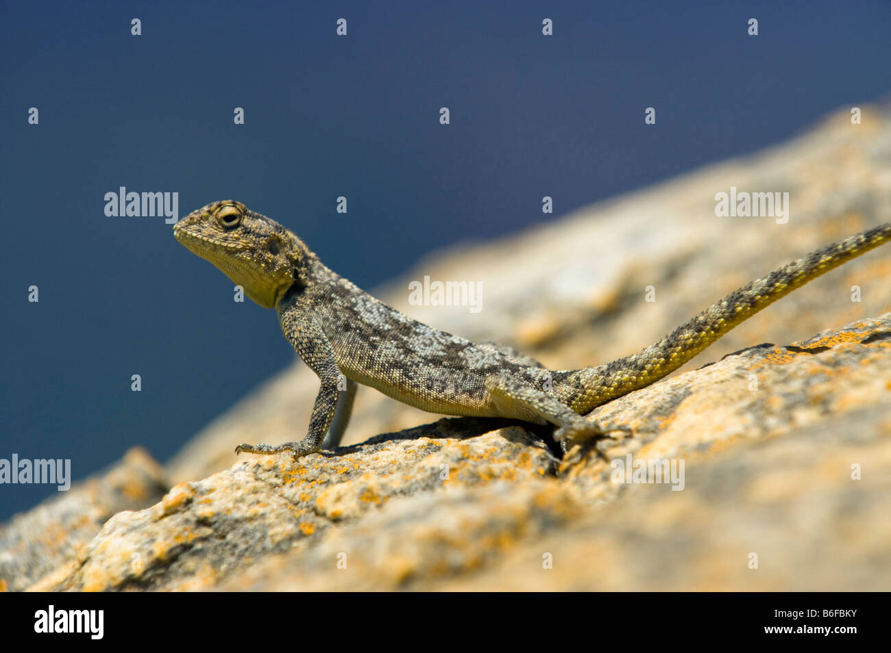 wildlife wild  african  Agama lizard South Africa wildlife wild  african  found in South Africa blyde river canyon region BLYDE Stock Photo