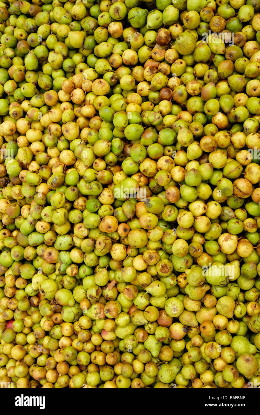 Mostbirnen, cider pears, full frame Stock Photo