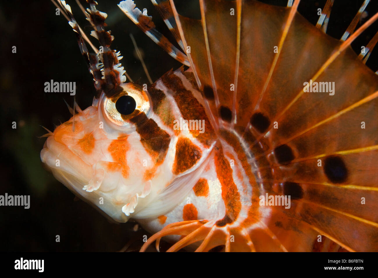 Dwarf Lionfish or Shortfin Lionfish (Dendrochirus brachypterus), Indonesia, Southeast Asia Stock Photo