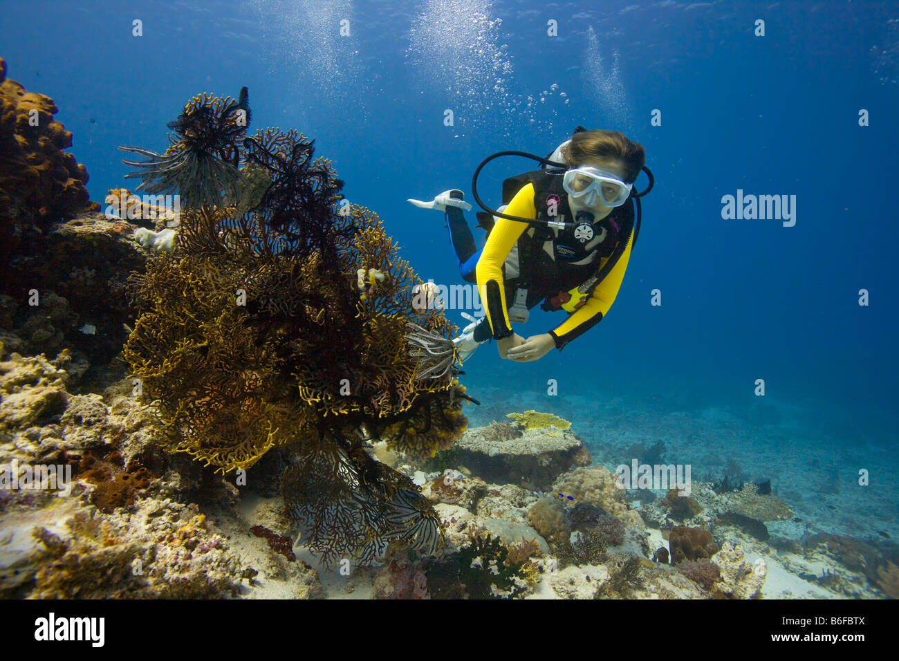 Girl scuba diving behind a Gorgonian, Sea Whip or Sea Fan (Gorgonacea), Indonesia, Southeast Asia Stock Photo