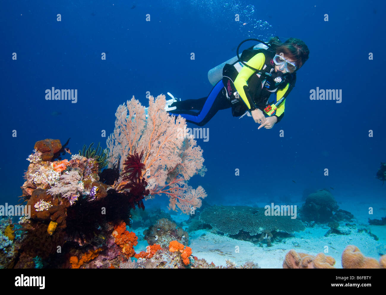 Girl scuba diving behind a Gorgonian, Sea Whip or Sea Fan (Gorgonacea), Indonesia, Southeast Asia Stock Photo