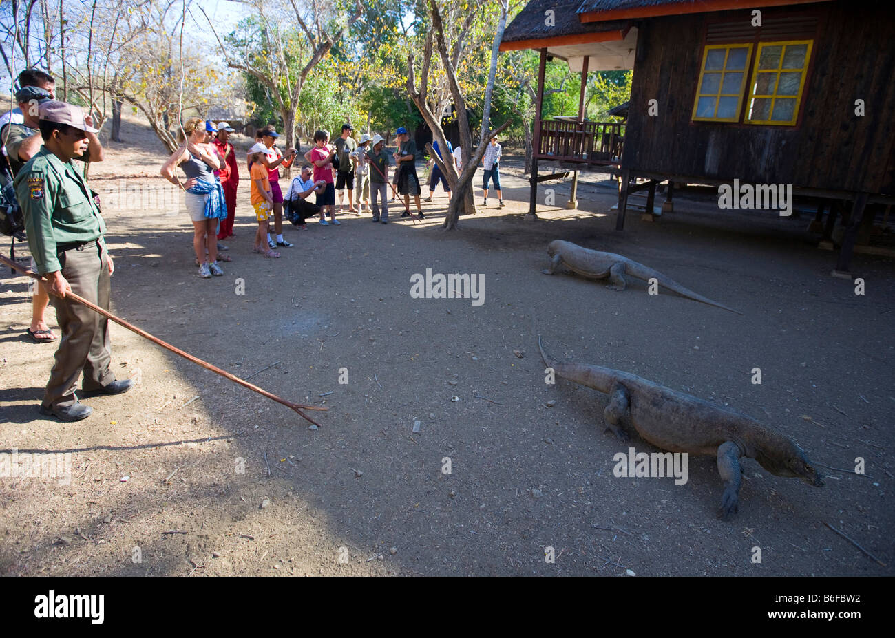 A ranger with a Komodo Dragon in the national park with tourists, Komodo National Park, UNESCO World Heritage Site, Komodo, Ind Stock Photo