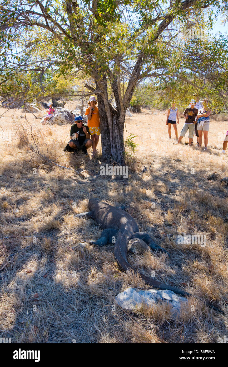 A ranger with a Komodo Dragon in the national park with tourists, Komodo National Park, UNESCO World Heritage Site, Komodo, Ind Stock Photo