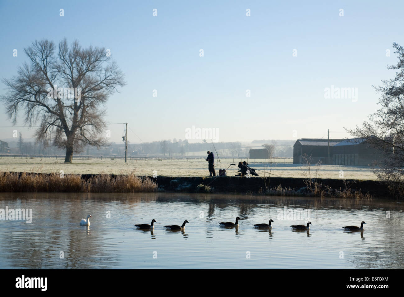 An early morning angler and geese, The river Thames, Wallingford, Oxfordshire Stock Photo