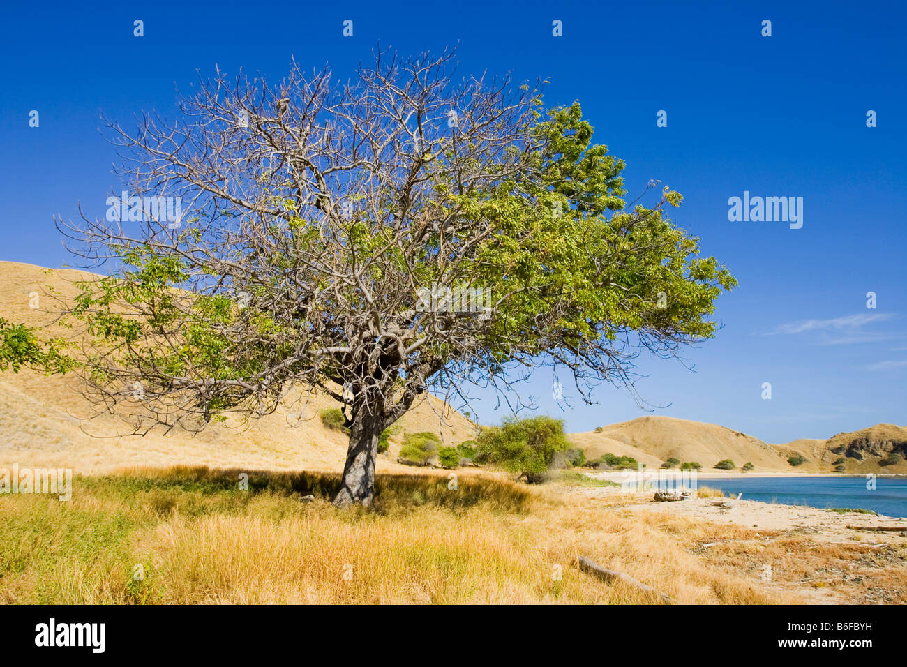 Flora on Komodo Island, Acacia (Acacia tomentosa) and Quilt Grass (Imperata cylindrica) used for roofing material, Komodo Natio Stock Photo