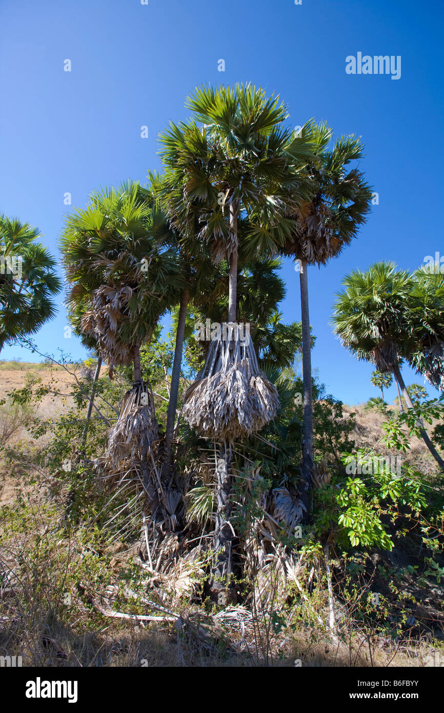 Buri Palm or Gebang Palm (Corypha utan), Komodo National Park, Komodo Island, Indonesia Stock Photo