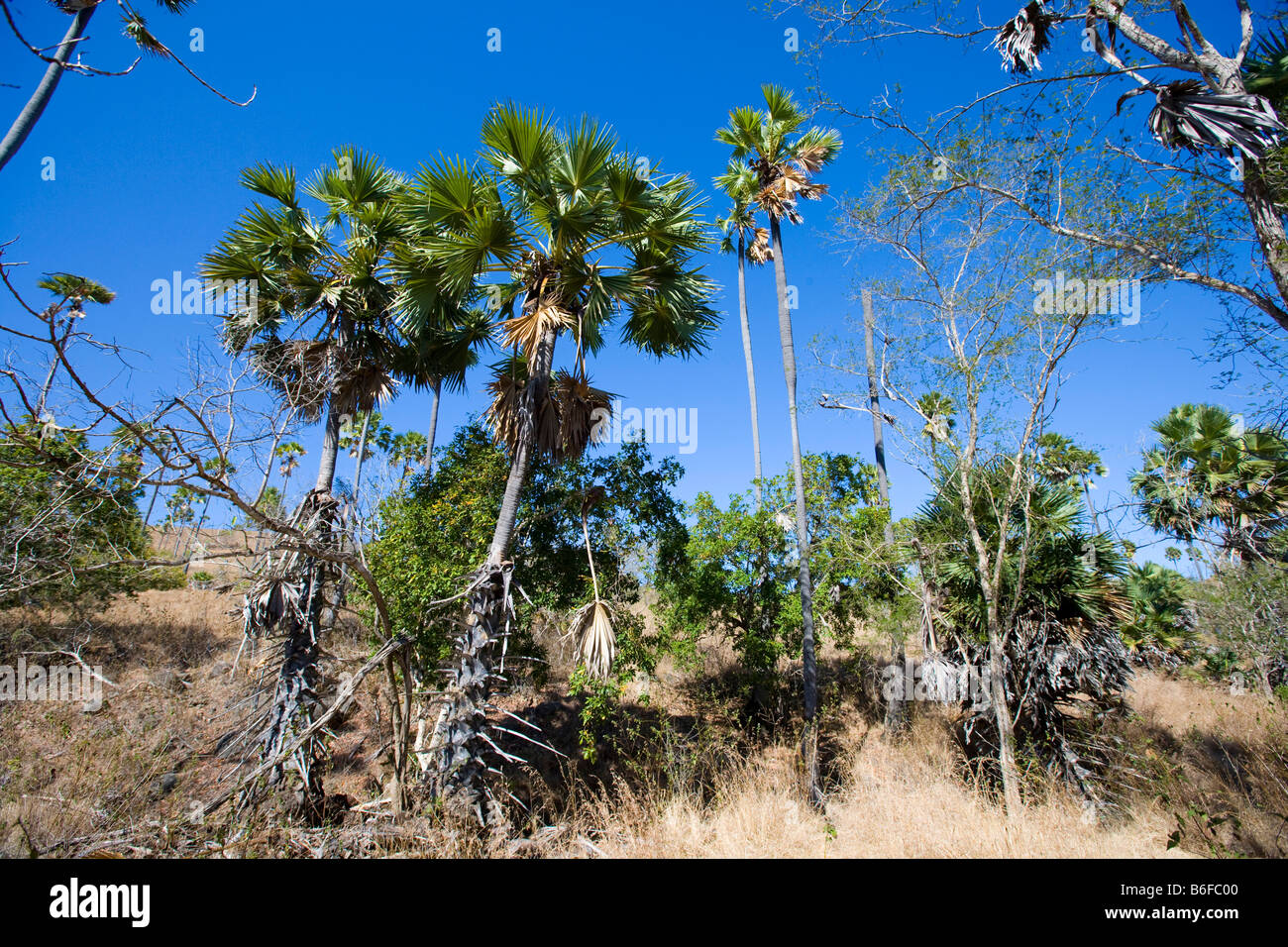 Buri Palm or Gebang Palm (Corypha utan), Komodo National Park, Komodo Island, Indonesia Stock Photo