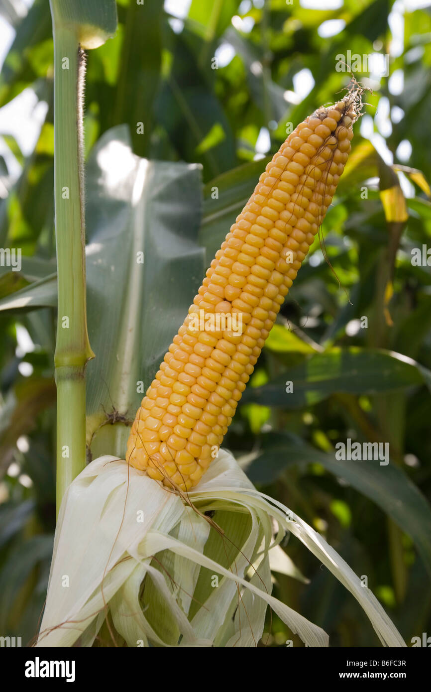 German corn growing germany hires stock photography and images Alamy