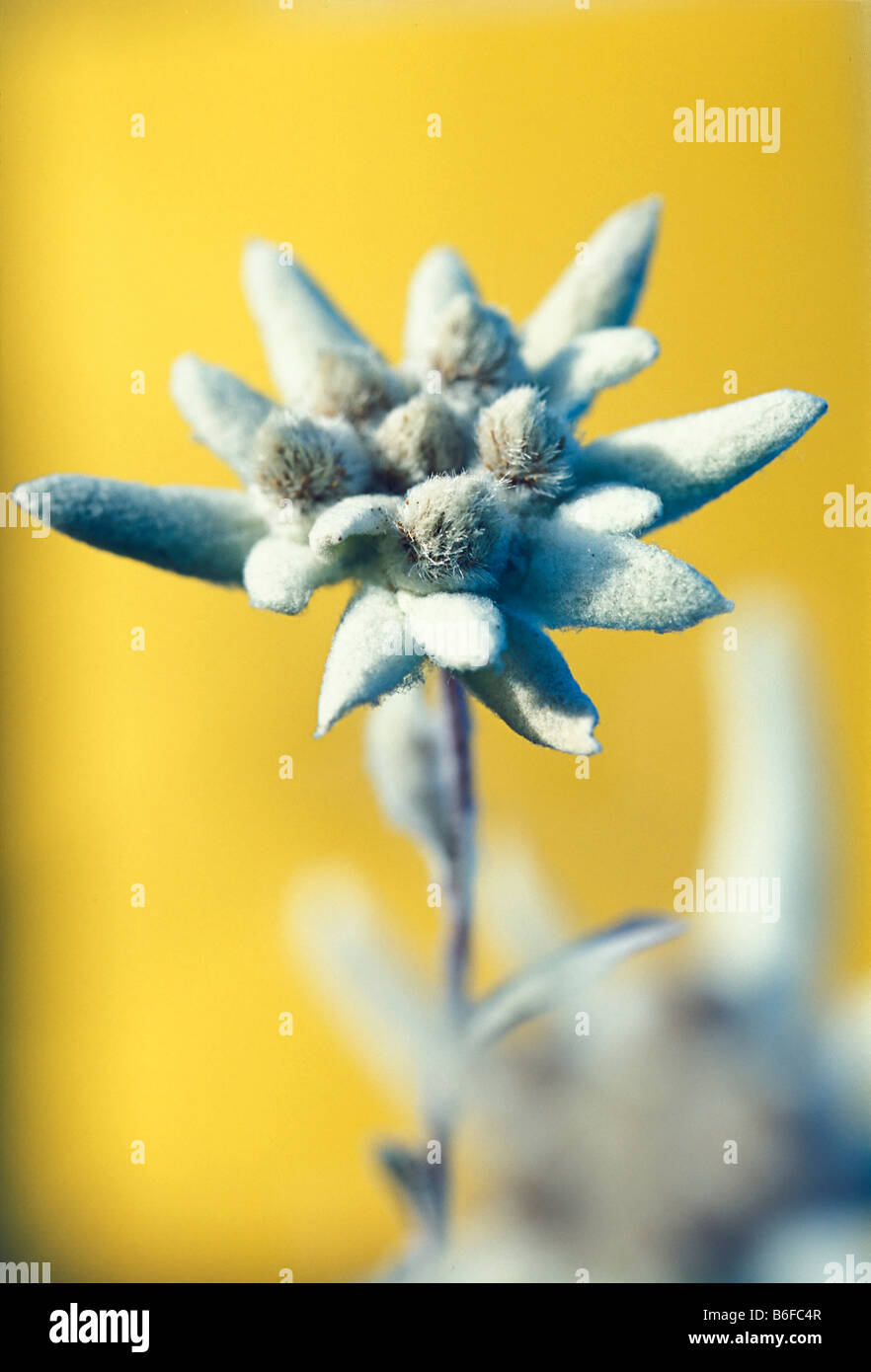 Edelweiss blossom (Leontopodium alpinum) Stock Photo