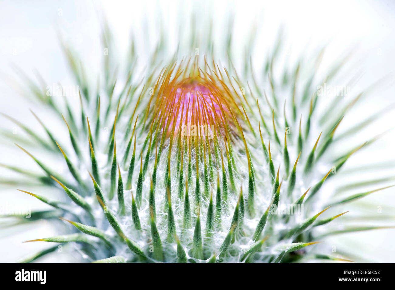 Opening blossom of a thistle (Onopordum) Stock Photo