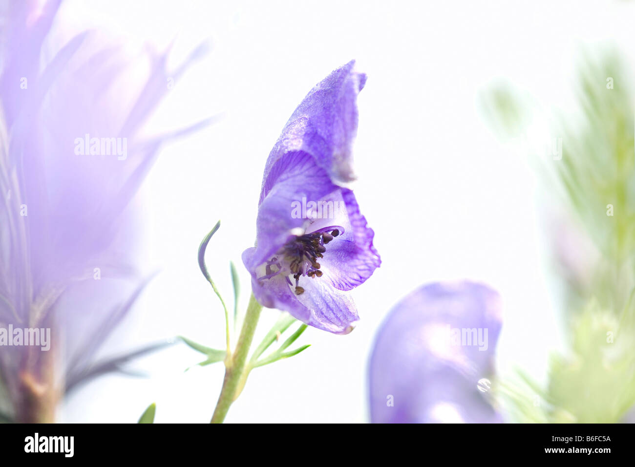 Monkshood, Wolf's Bane or Monk's Blood (Aconitum napellus), blossom Stock Photo