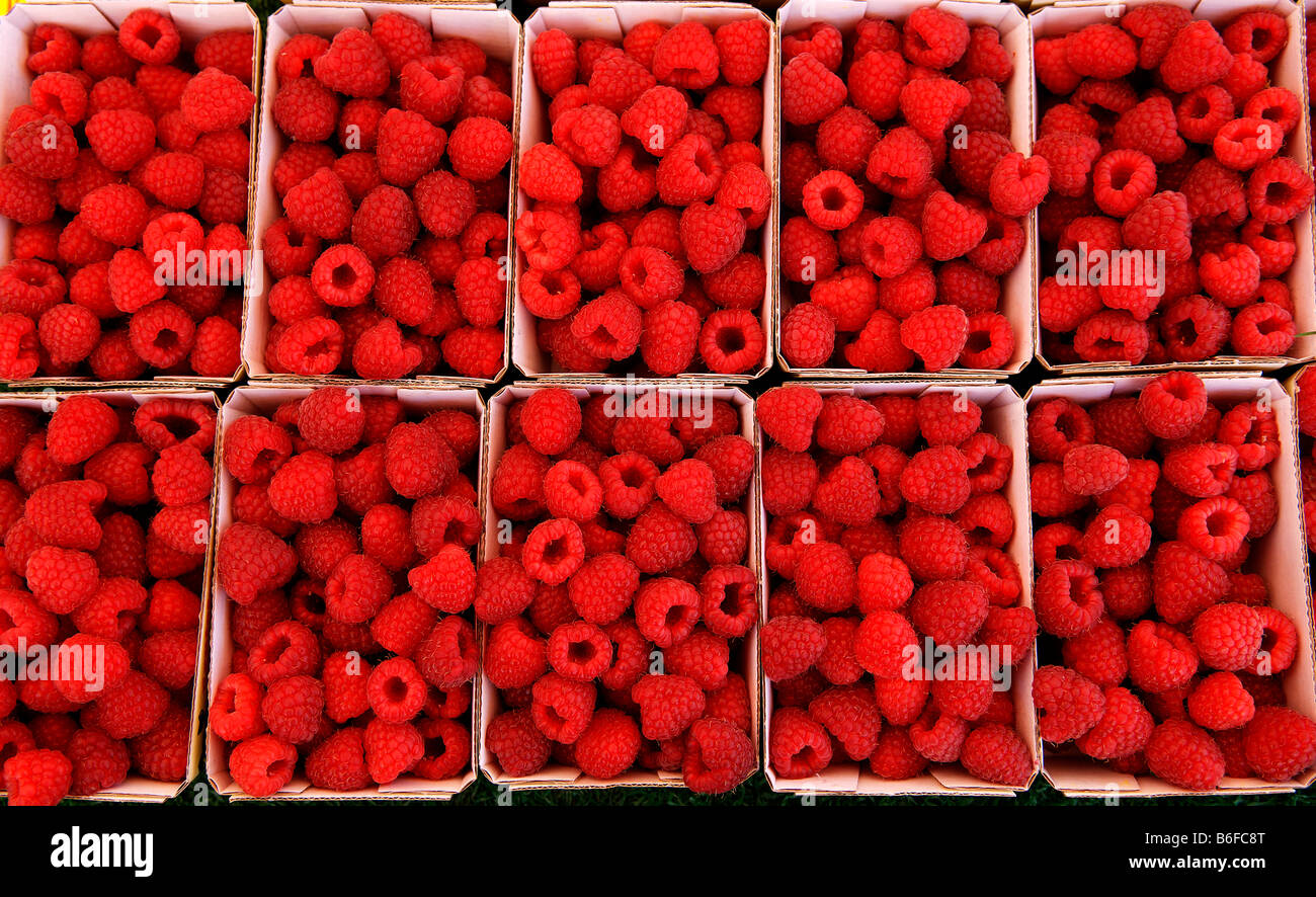 Fresh punnets of raspberries for sale at the market, Nuremberg, Bavaria, Germany, Europe Stock Photo