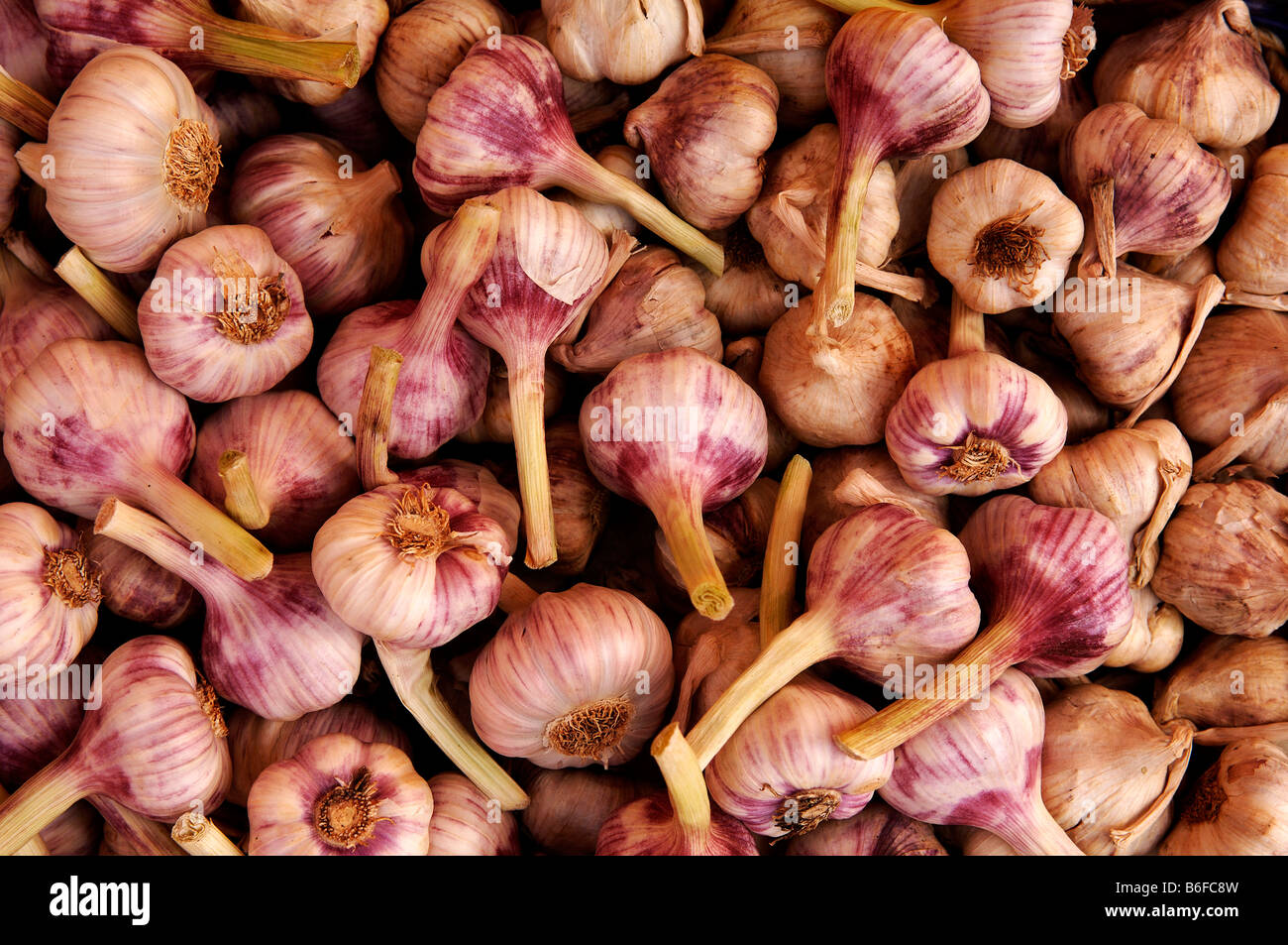 Fresh garlic (Allium sativum) for sale at the market in Nuremberg, Bavaria, Germany, Europe Stock Photo