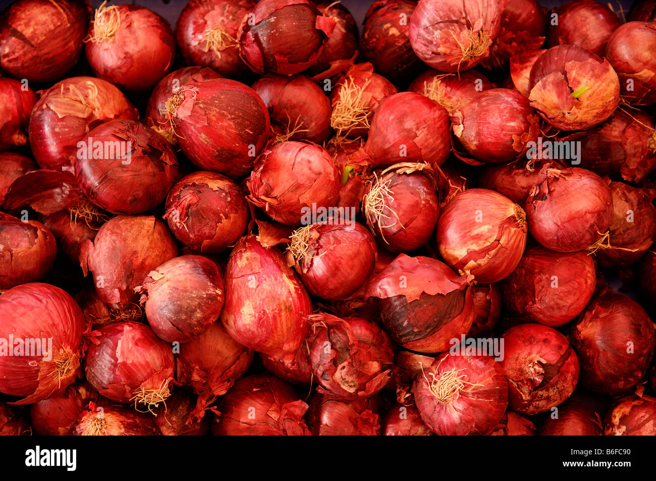 Onions (Allium cepa) for sale at the market in Nuremberg, Bavaria, Germany, Europe Stock Photo