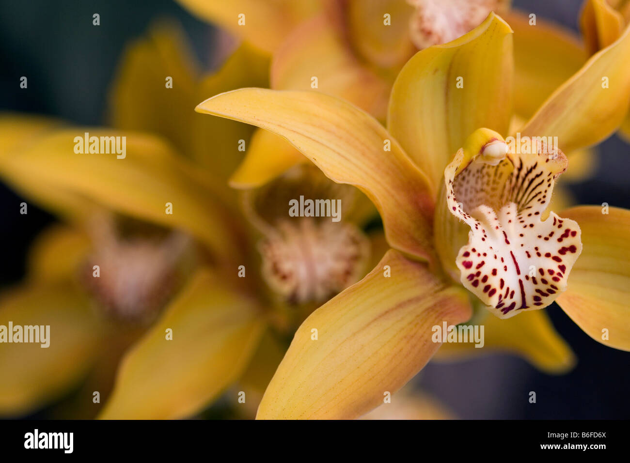 Cymbidium flowers Stock Photo