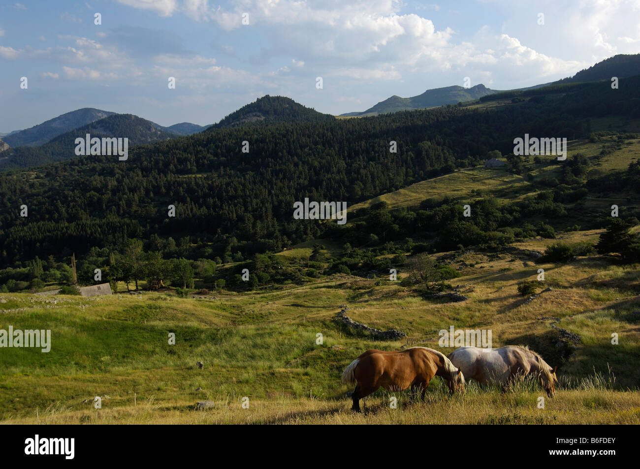 Horses near Saint Martial, Ardèche, Rhones-Alpes, France, Europe Stock Photo