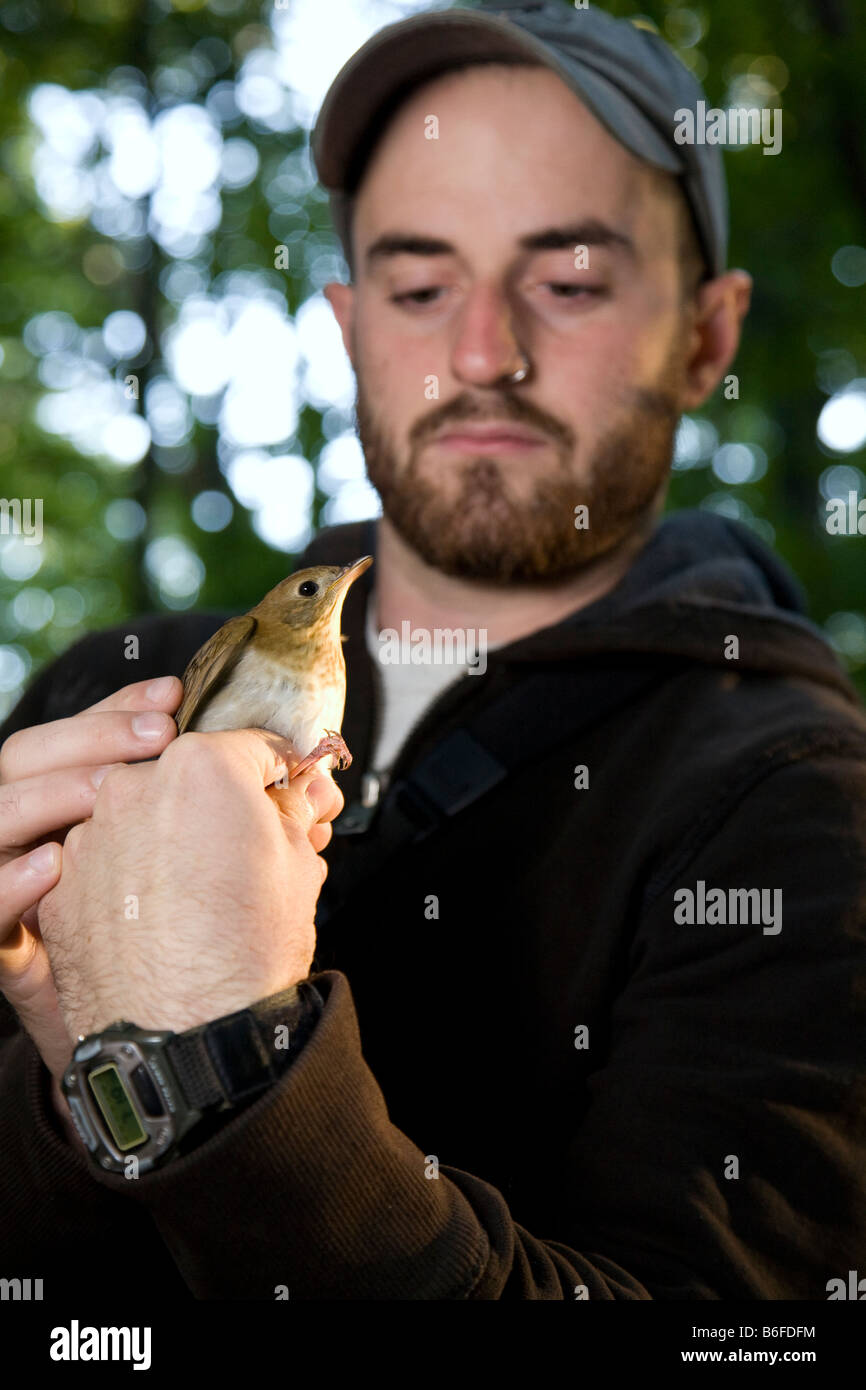 A bird bander holds a Veery, Catharus fuscescens, in a photographers grip in Rye, New York, United States of America Stock Photo