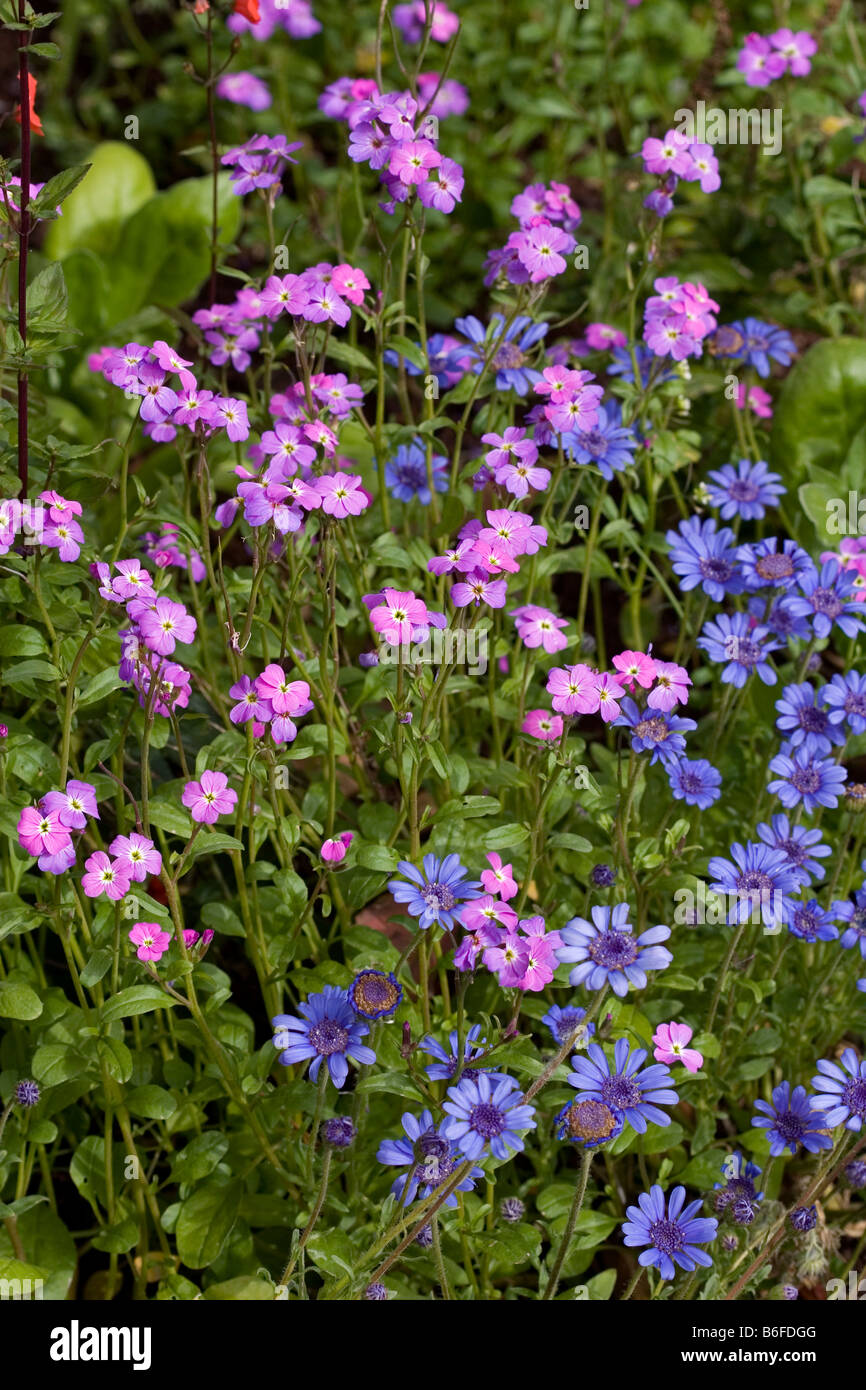 Spring flowers in Madiera Stock Photo