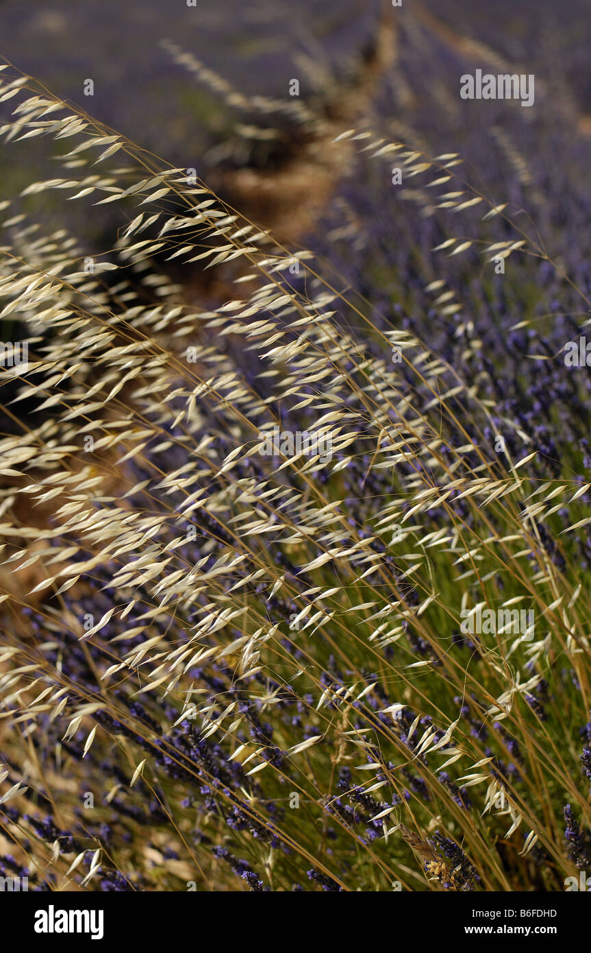 Lavender (Lavandula) in the Provence, France, Europe Stock Photo