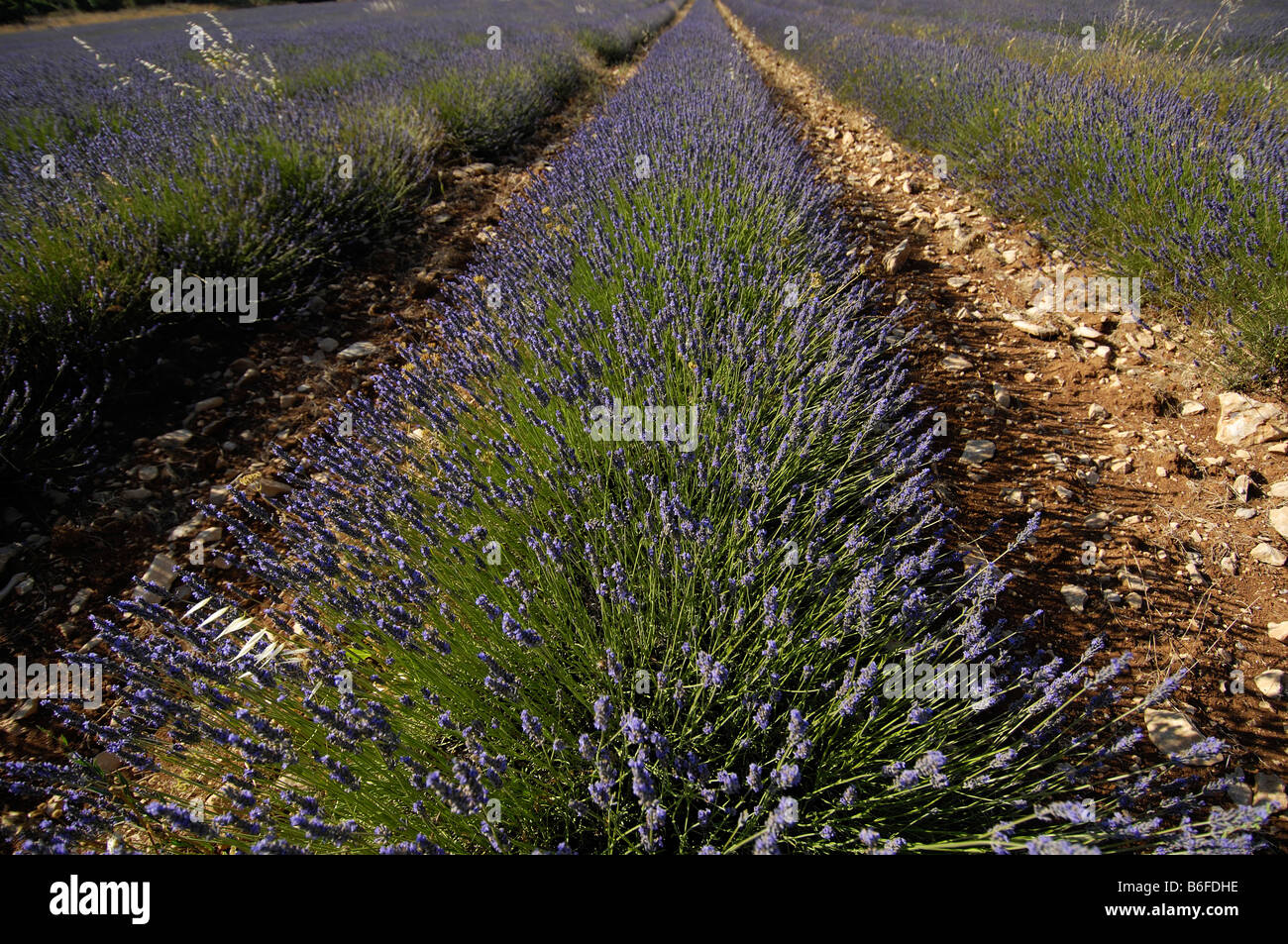 Lavender field in the Provence, France, Europe Stock Photo