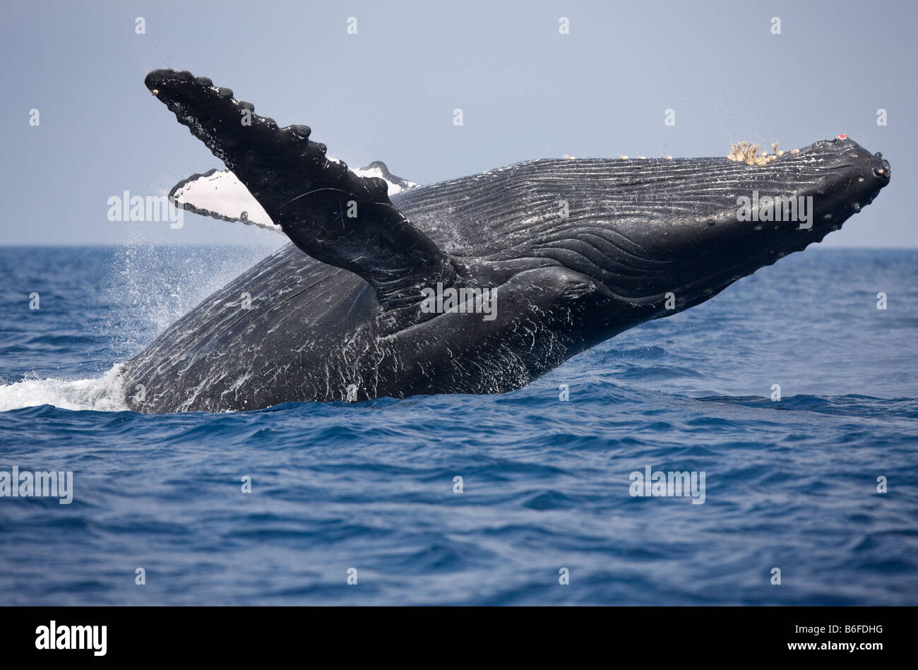 USA Hawaii Big Island Humpback Whale Megaptera novaengliae breaching in Pacific Ocean along Kona Coast Stock Photo