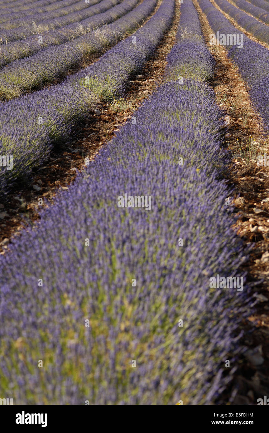 Lavender field in the Provence, France, Europe Stock Photo