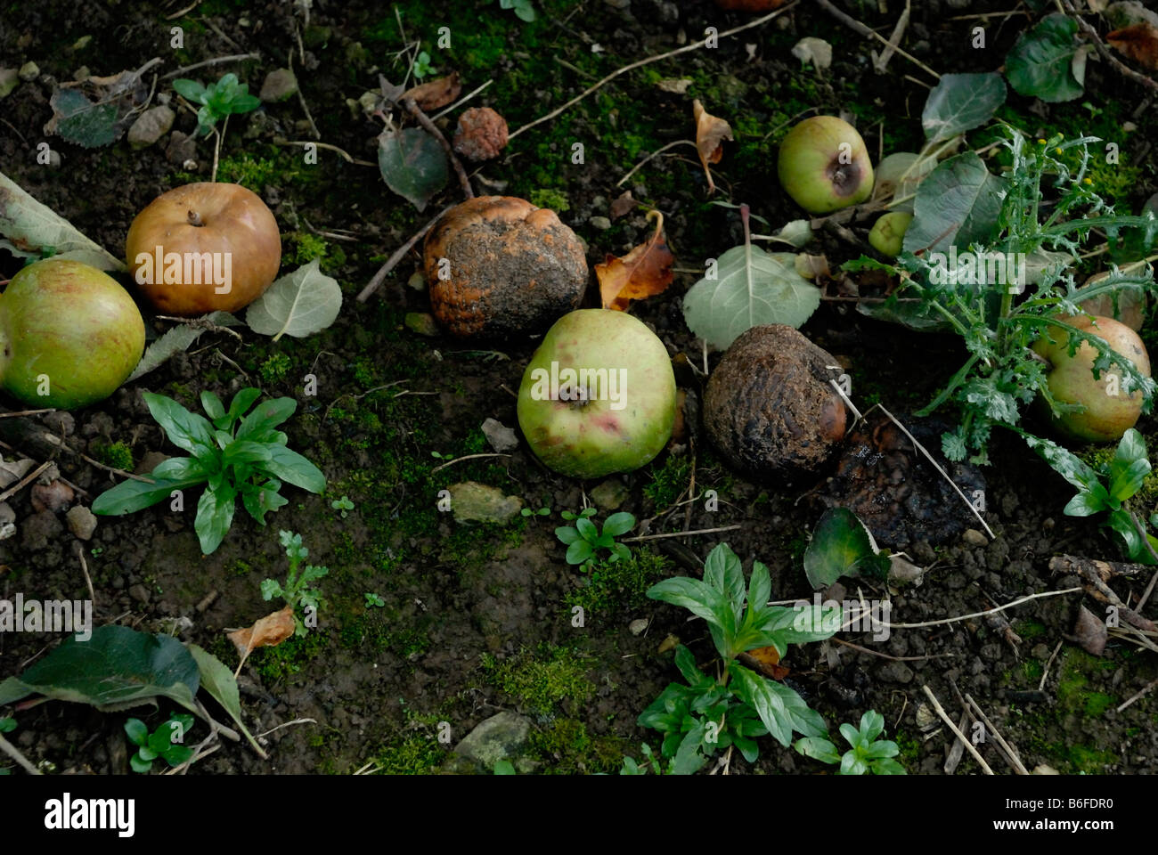 rotting apples on an orchard floor Stock Photo Alamy