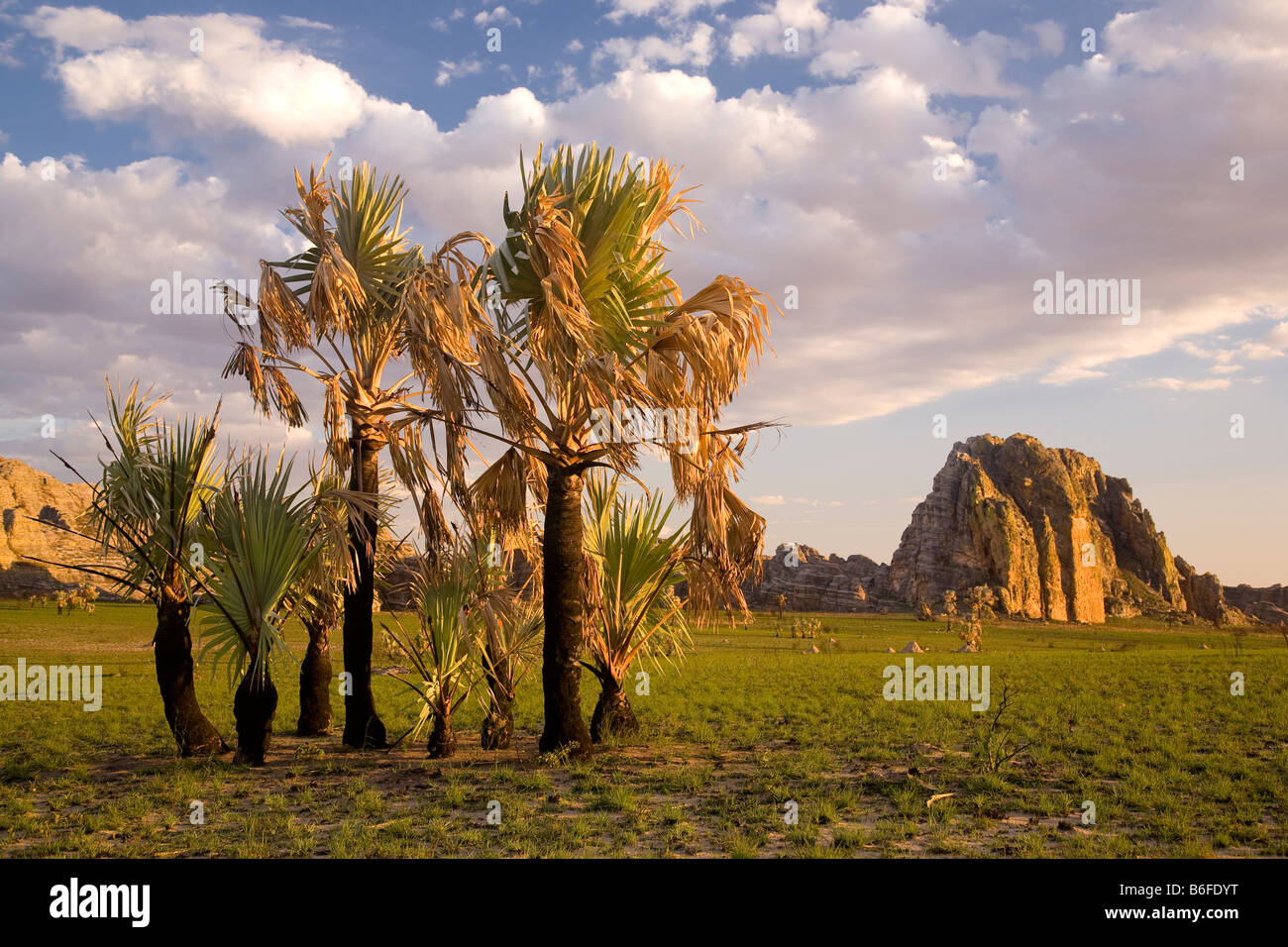 Madagascar Palm Tree High Resolution Stock Photography and Images Alamy