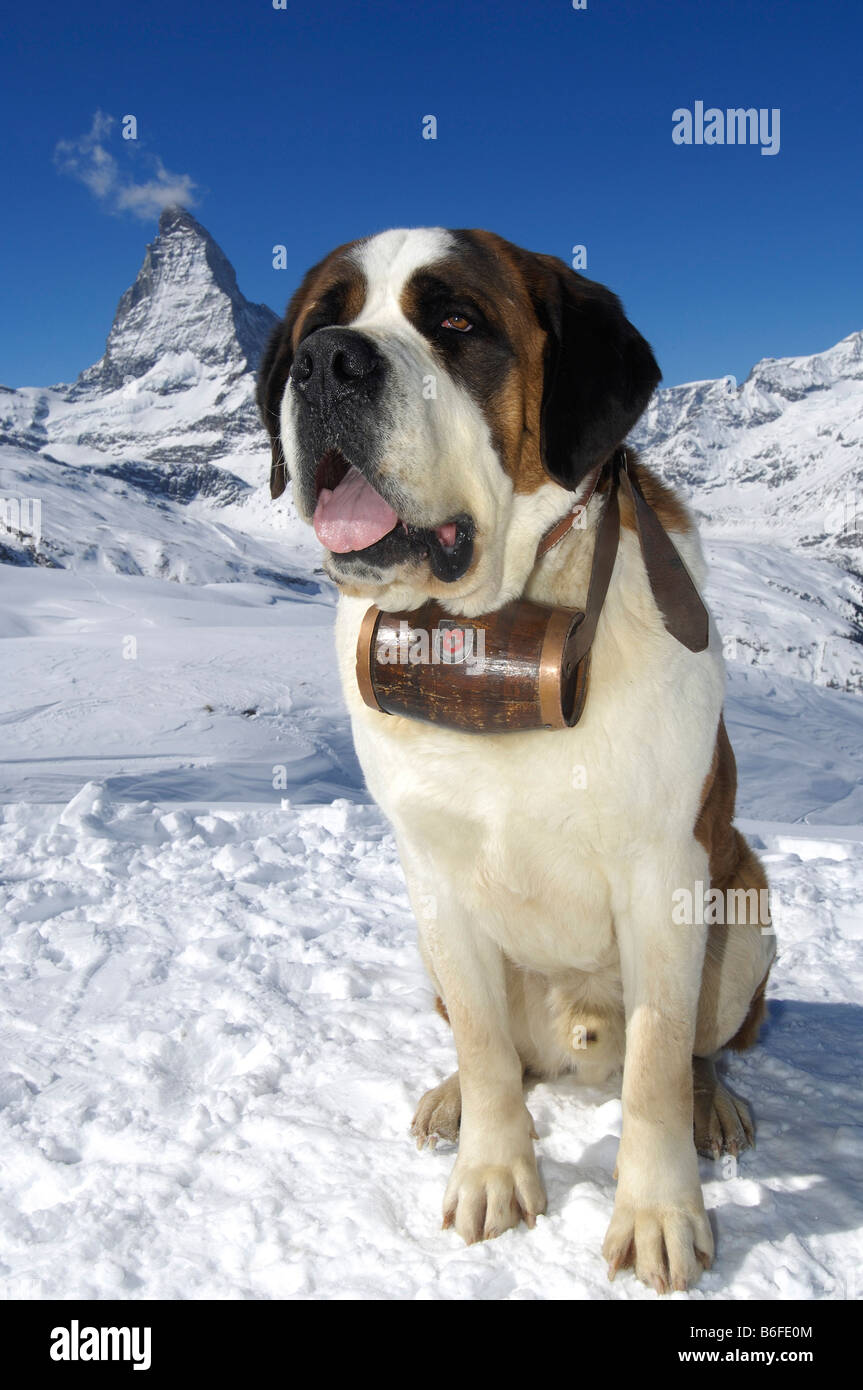 St Bernard dog wearing a cask of rum marked with the Swiss Cross, Matterhorn Mountain, Zermatt, Valais or Wallis, Switzerland,  Stock Photo