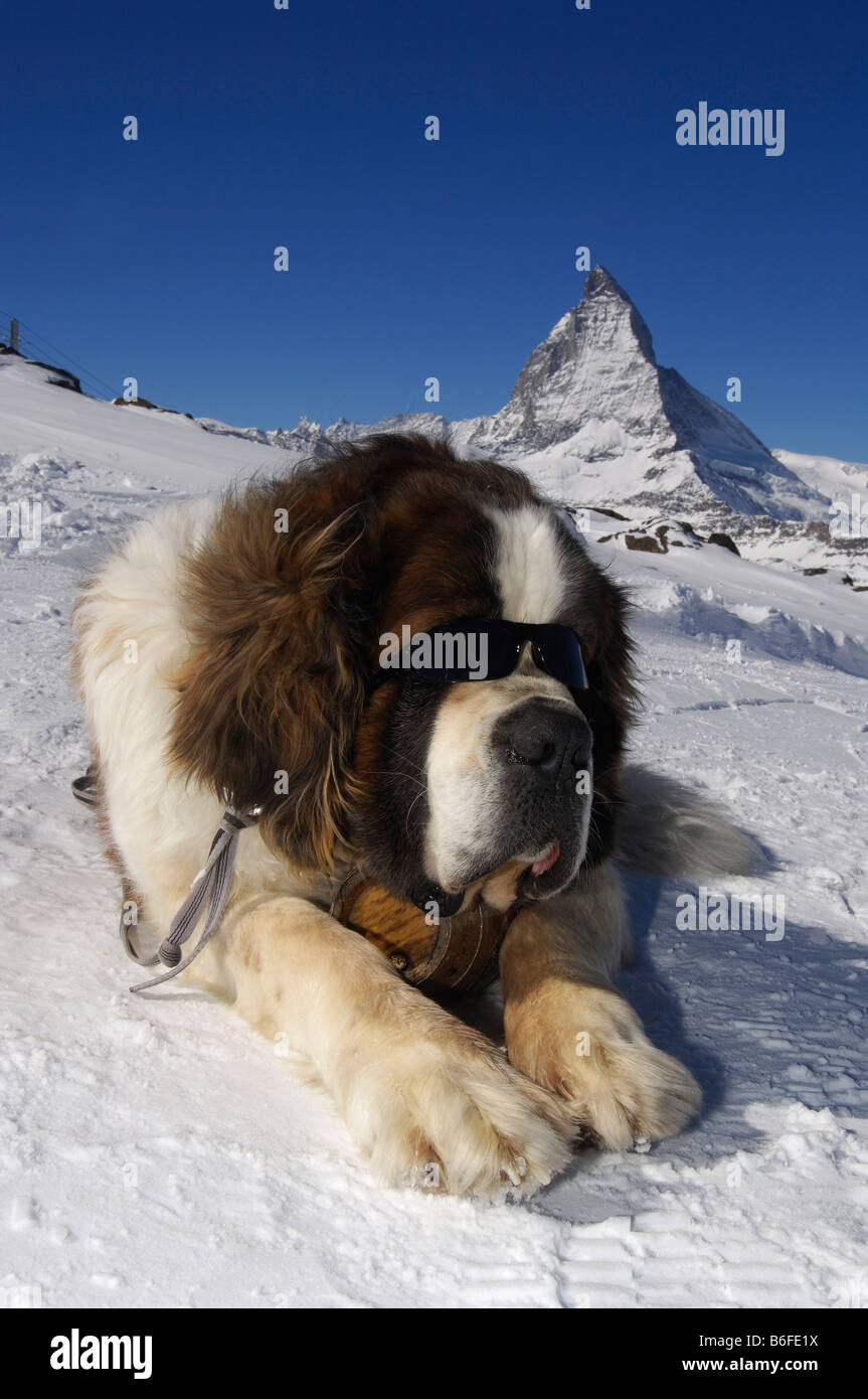 St Bernard dog wearing sunglasses and a cask of rum, Matterhorn Mountain, Zermatt, Valais or Wallis, Switzerland, Europe Stock Photo