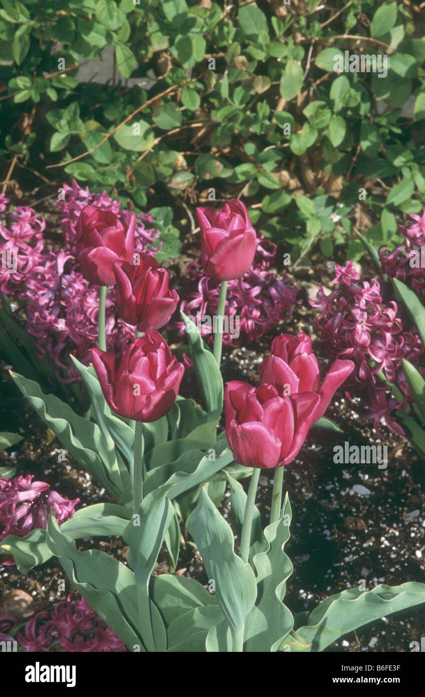 Tulips and Hyacinths in spring garden Stock Photo - Alamy