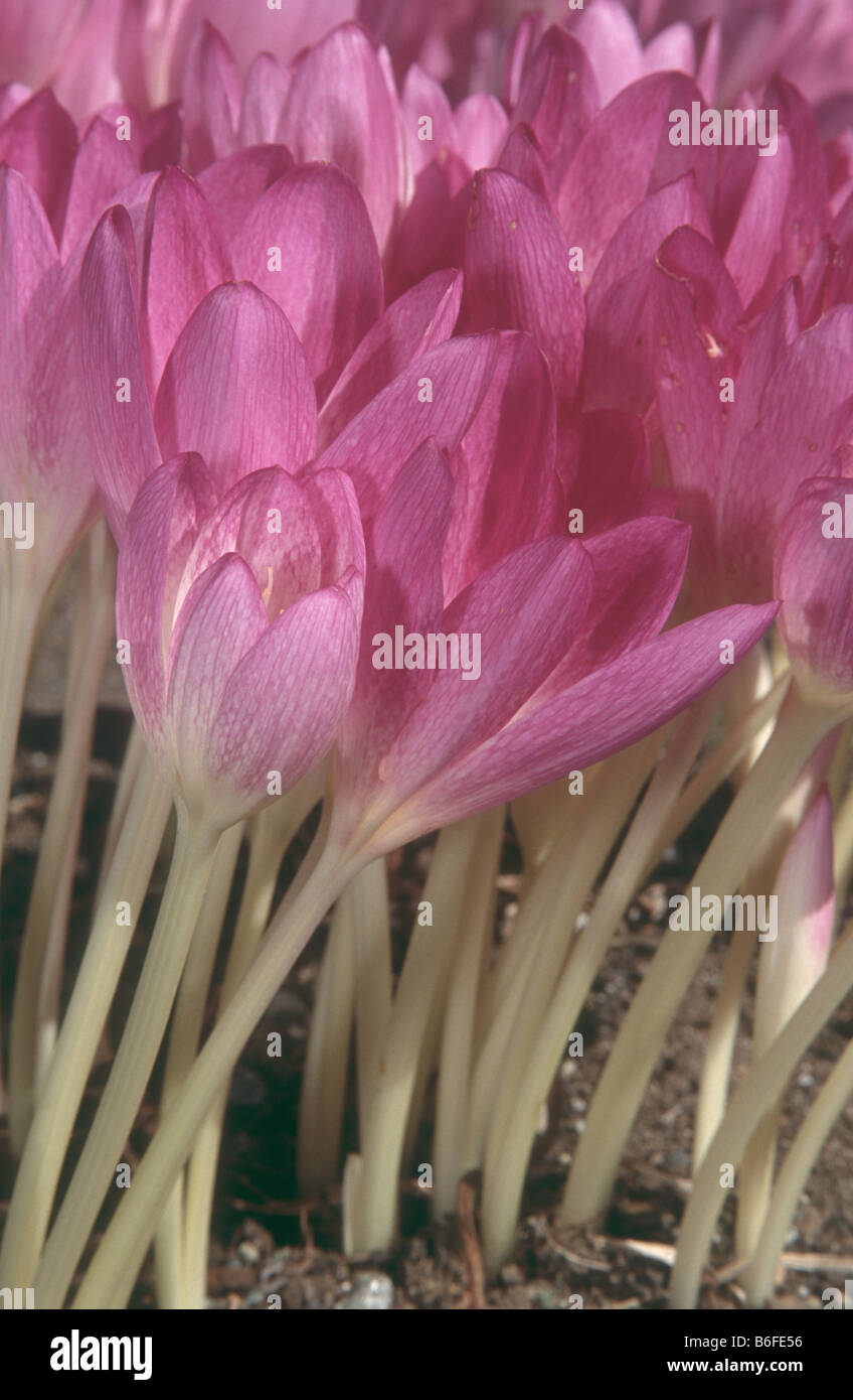 Colchicum 'The Giant' in late summer garden. Stock Photo