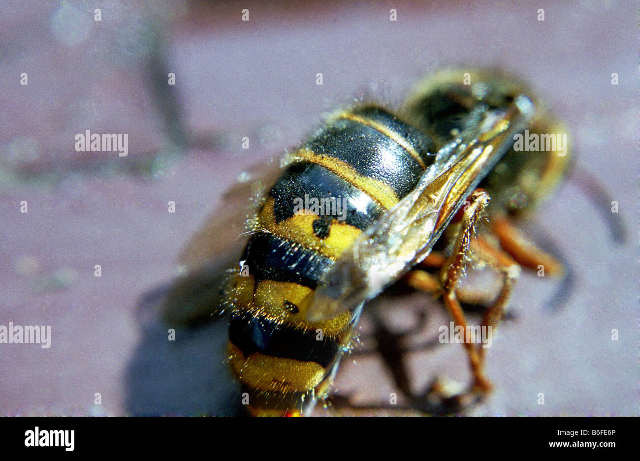 macro bee Stock Photo