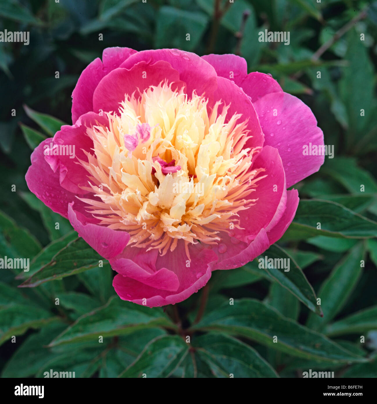 Close up portrait of the Paeonia Bowl of Beauty Stock Photo