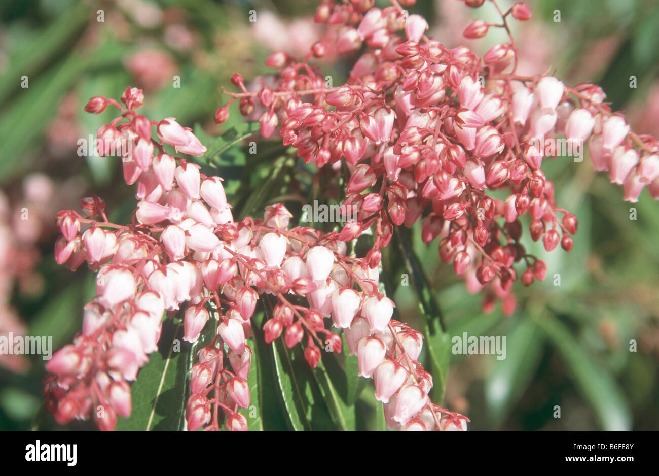 Pieris japonica 'Valley Valetine' in bloom in early spring garden. Stock Photo