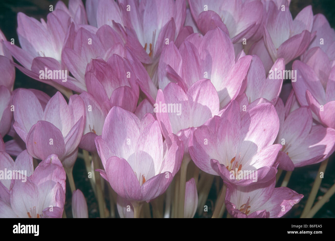Colchicum 'The Giant' in late summer garden. Stock Photo