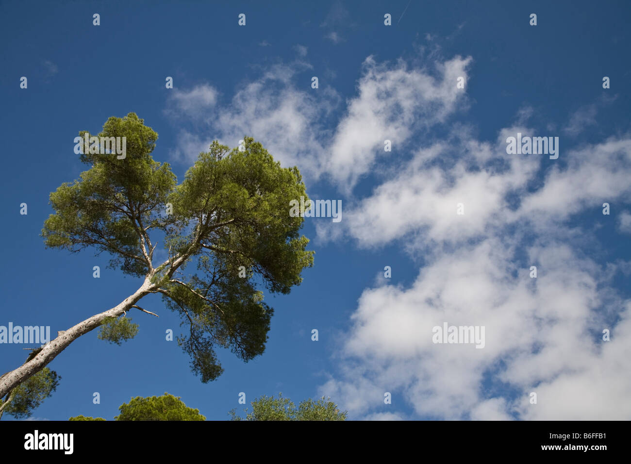 Tall tree with blue sky and clouds in the background Stock Photo - Alamy