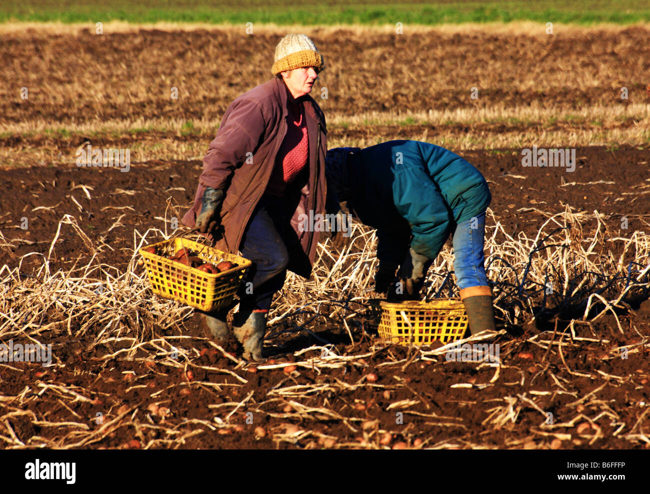 Thousands of immigrant workers now pick potatoes and vegetable crops on East Midlands farms Stock Photo