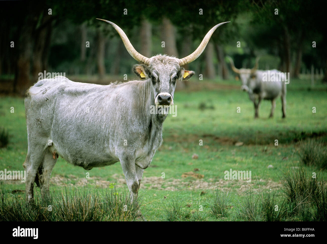 Maremma cattle, Maremma National Park near Alberese, Province of