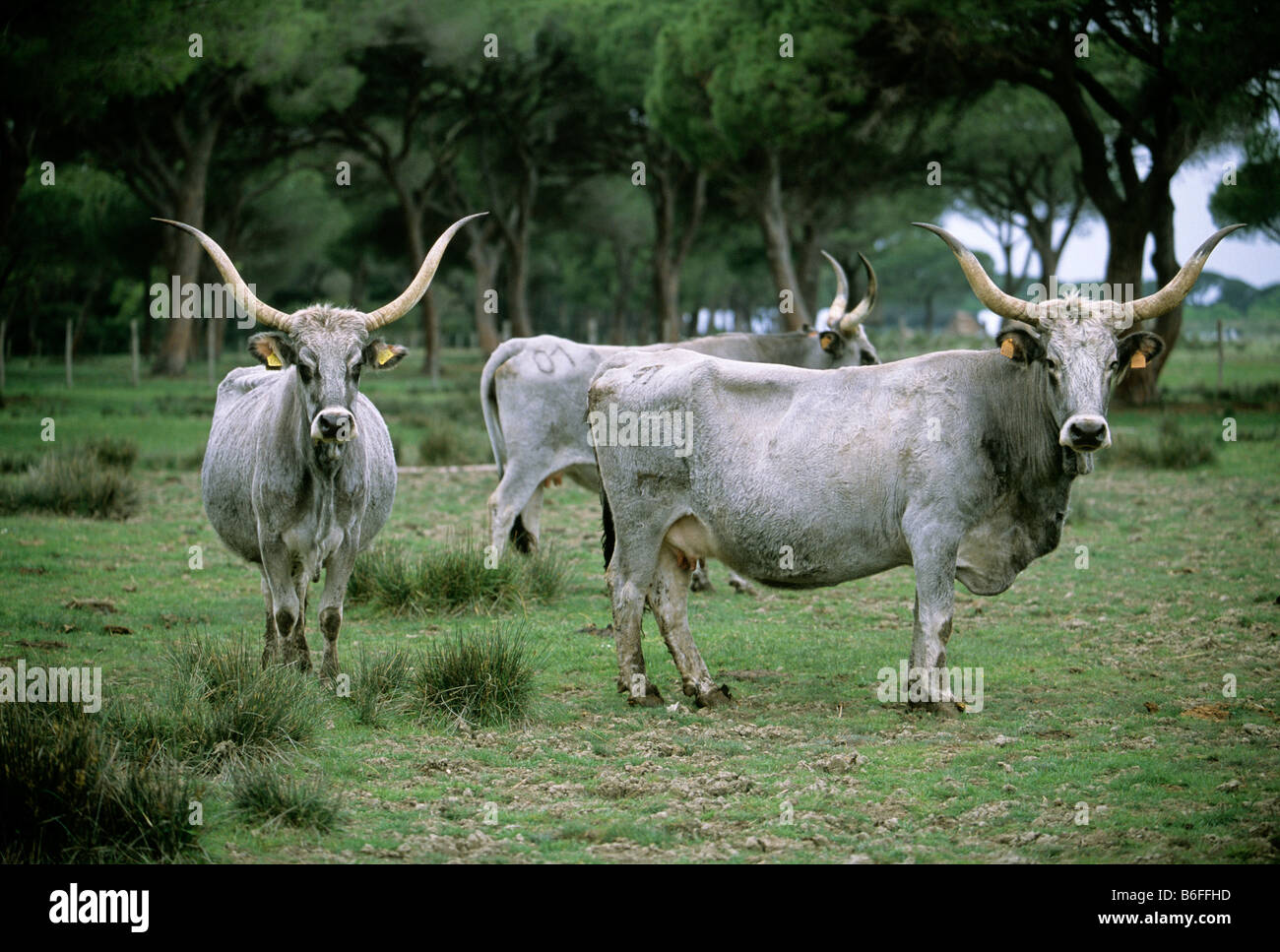 Maremma cattle, Maremma National Park near Alberese, Province of