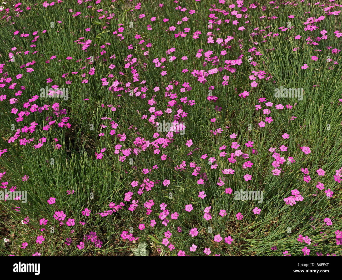 Field of Maiden Pink (Dianthus deltoides) in bloom Stock Photo