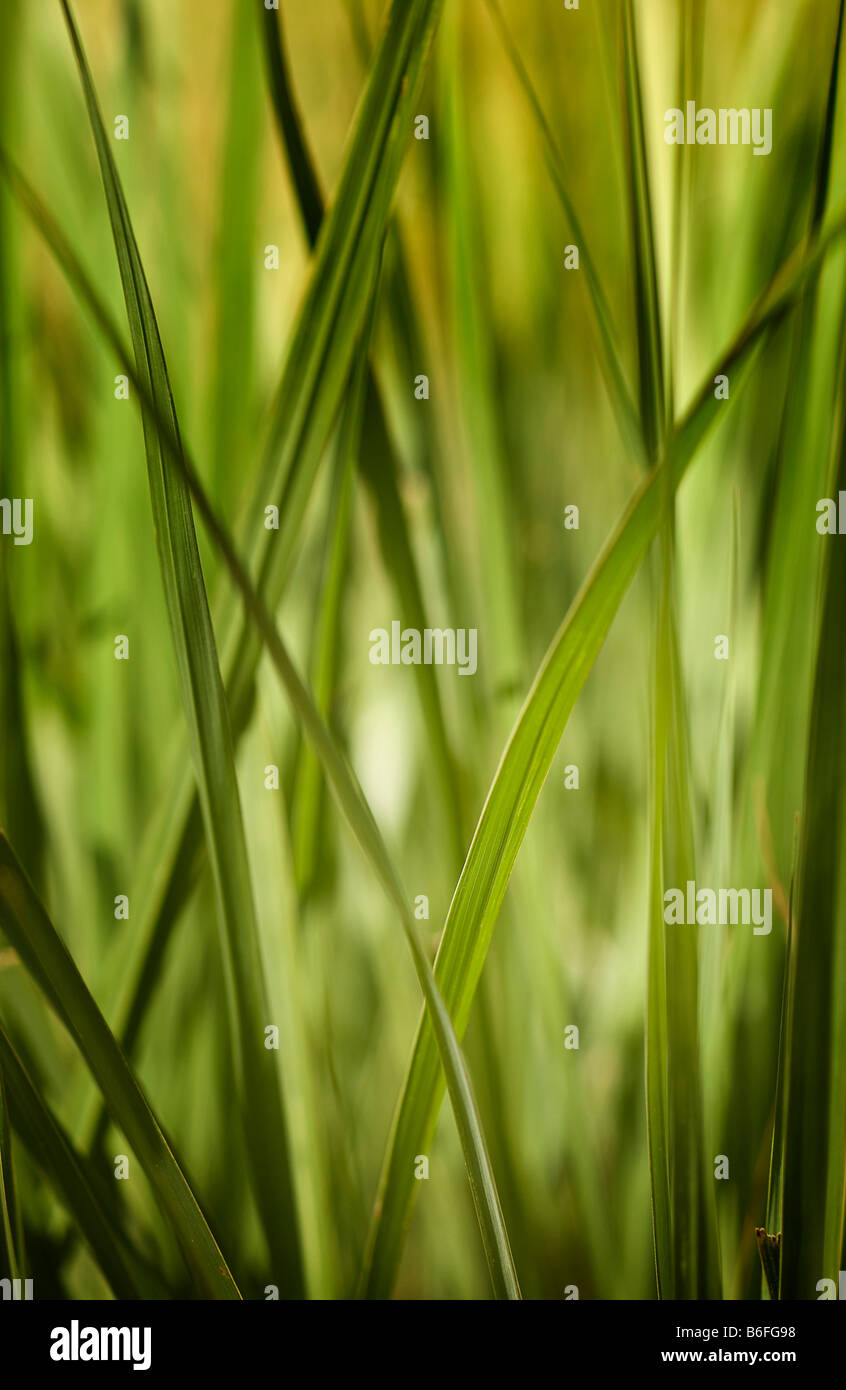 Tall green grass background hi-res stock photography and images - Alamy