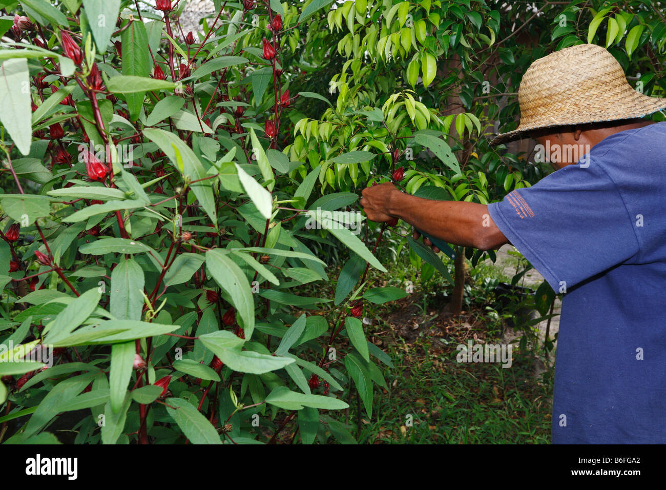 Man harvesting Hibiscus or Rose of Sharon or Rosemallow (Hibiscus sabdariffa) blossoms, Yayorin, Pangkalan Bun, Central Kaliman Stock Photo