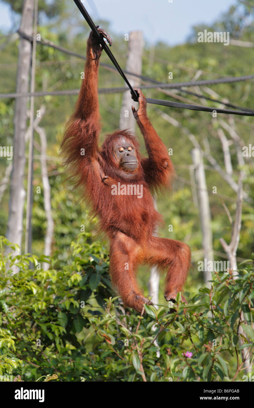 Bornean Orangutan (Pongo pygmaeus), primate, Samboja, East Kalimantan / Kalimantan Timur, Borneo, Indonesia Stock Photo