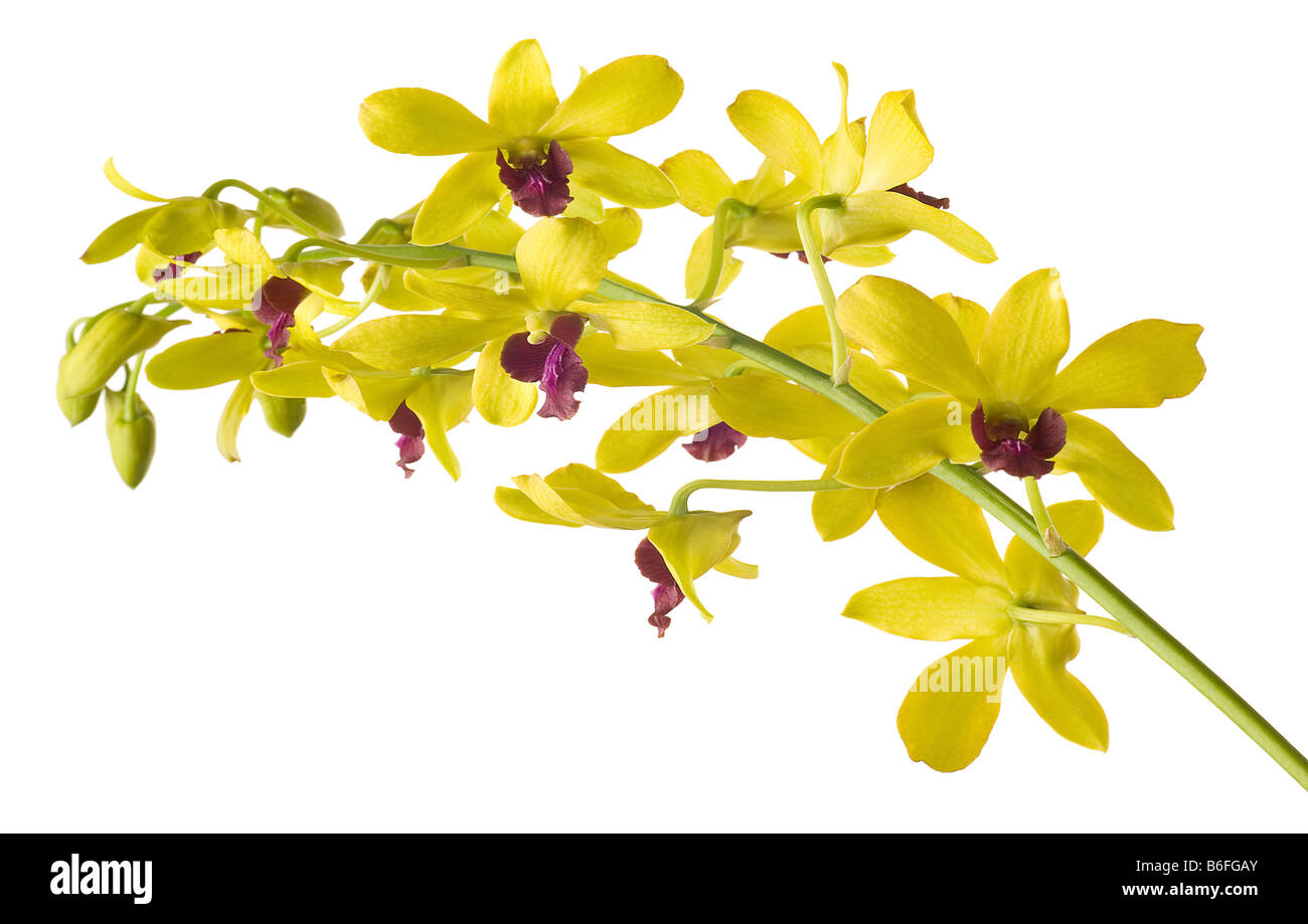 Yellow Dendrobium Orchid on White Background Stock Photo