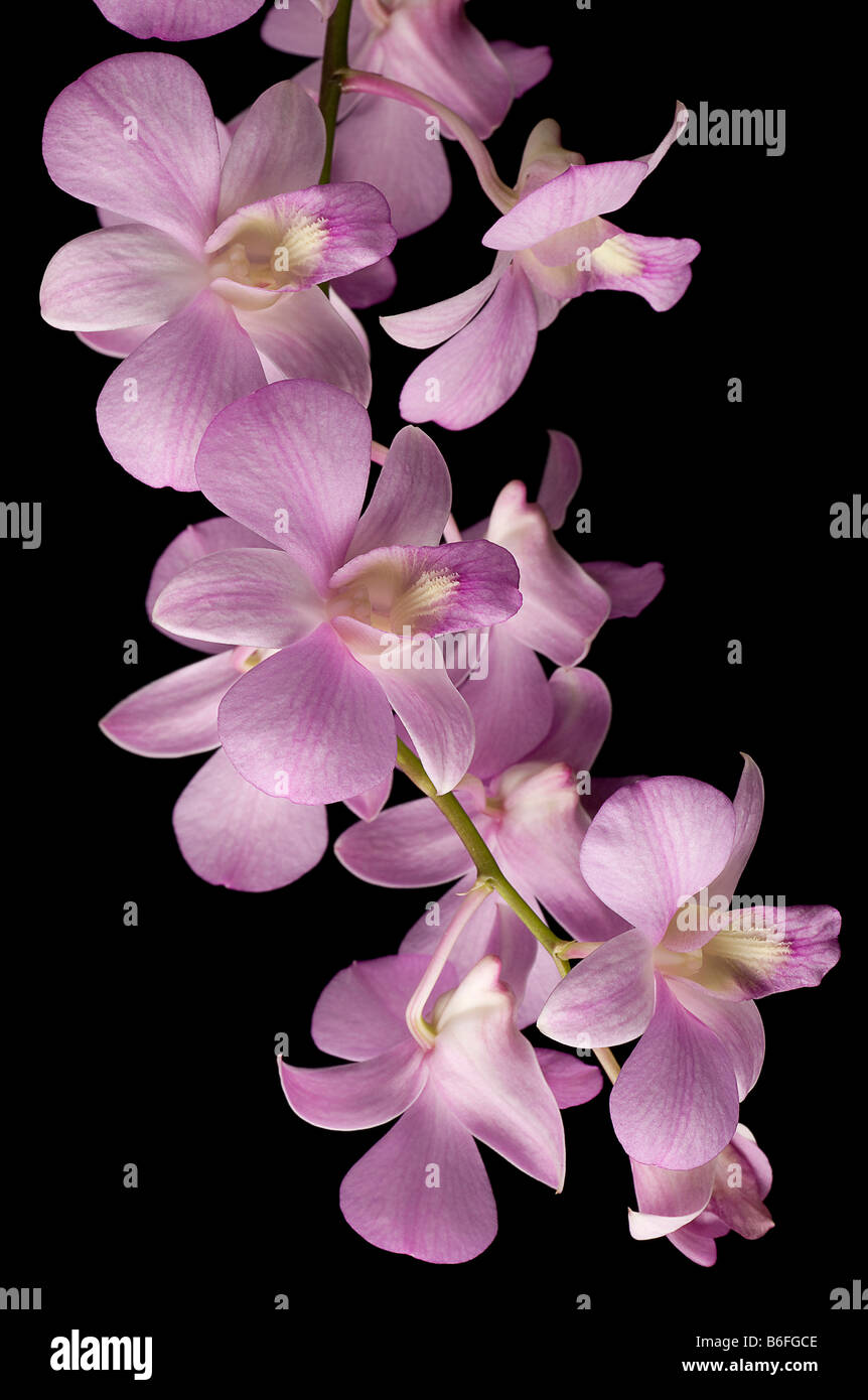 Pink Dendrobium Orchid on Black Background Stock Photo - Alamy