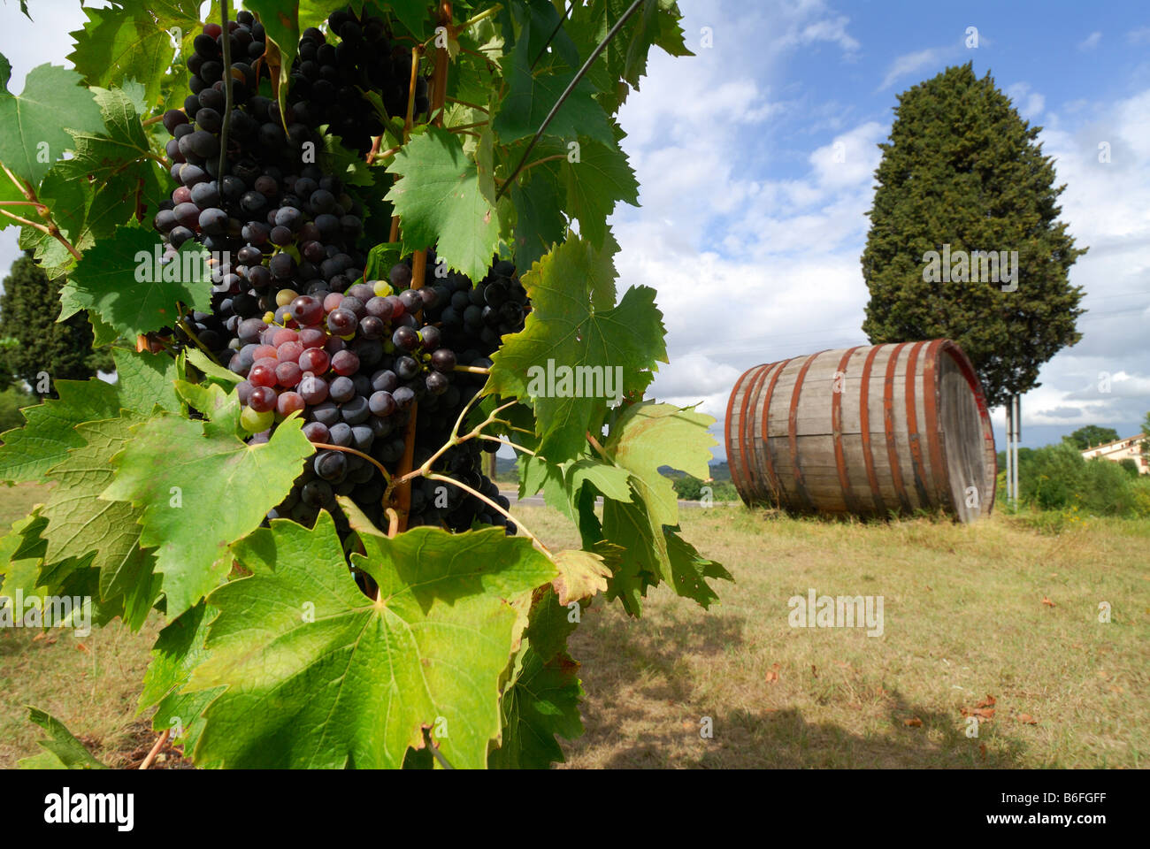 Castelsangimignano Tuscany Italy Grape vines Stock Photo