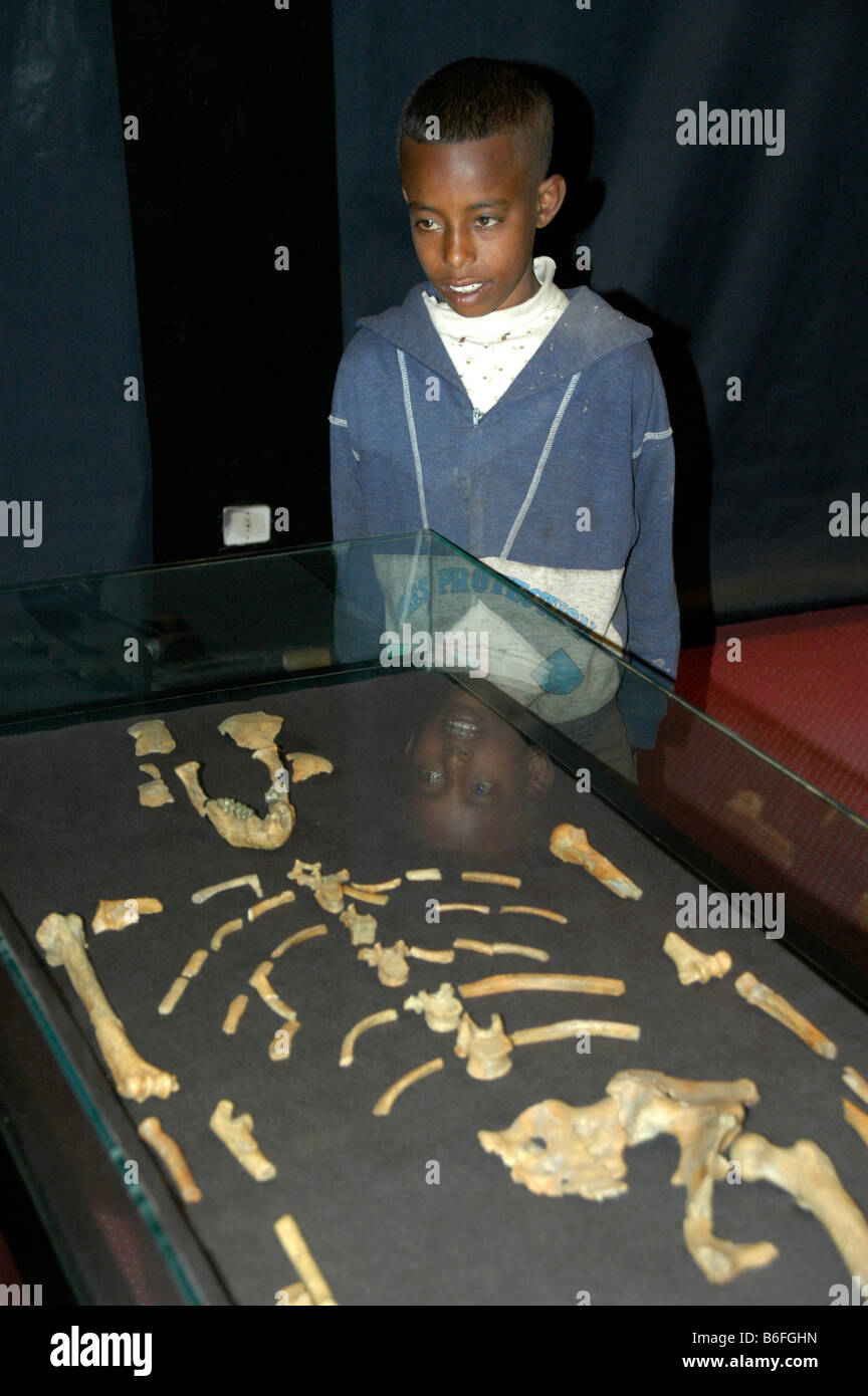 Anthropology, boy standing behind a cabinet displaying the skeleton of Lucy, also called Dinknesh (Australopithecus afarensis), Stock Photo