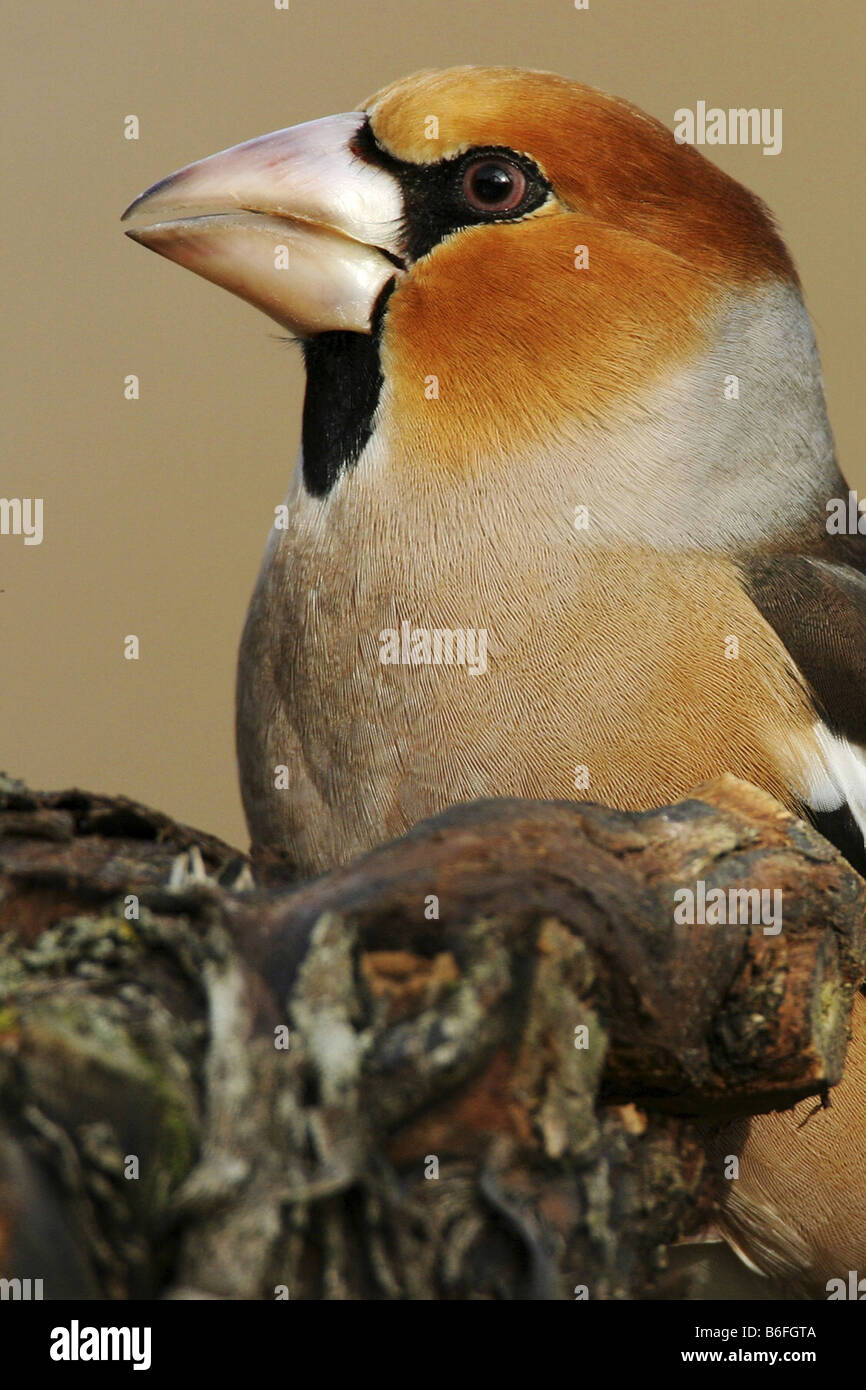 hawfinch (Coccothraustes coccothraustes), portrait, Germany Stock Photo