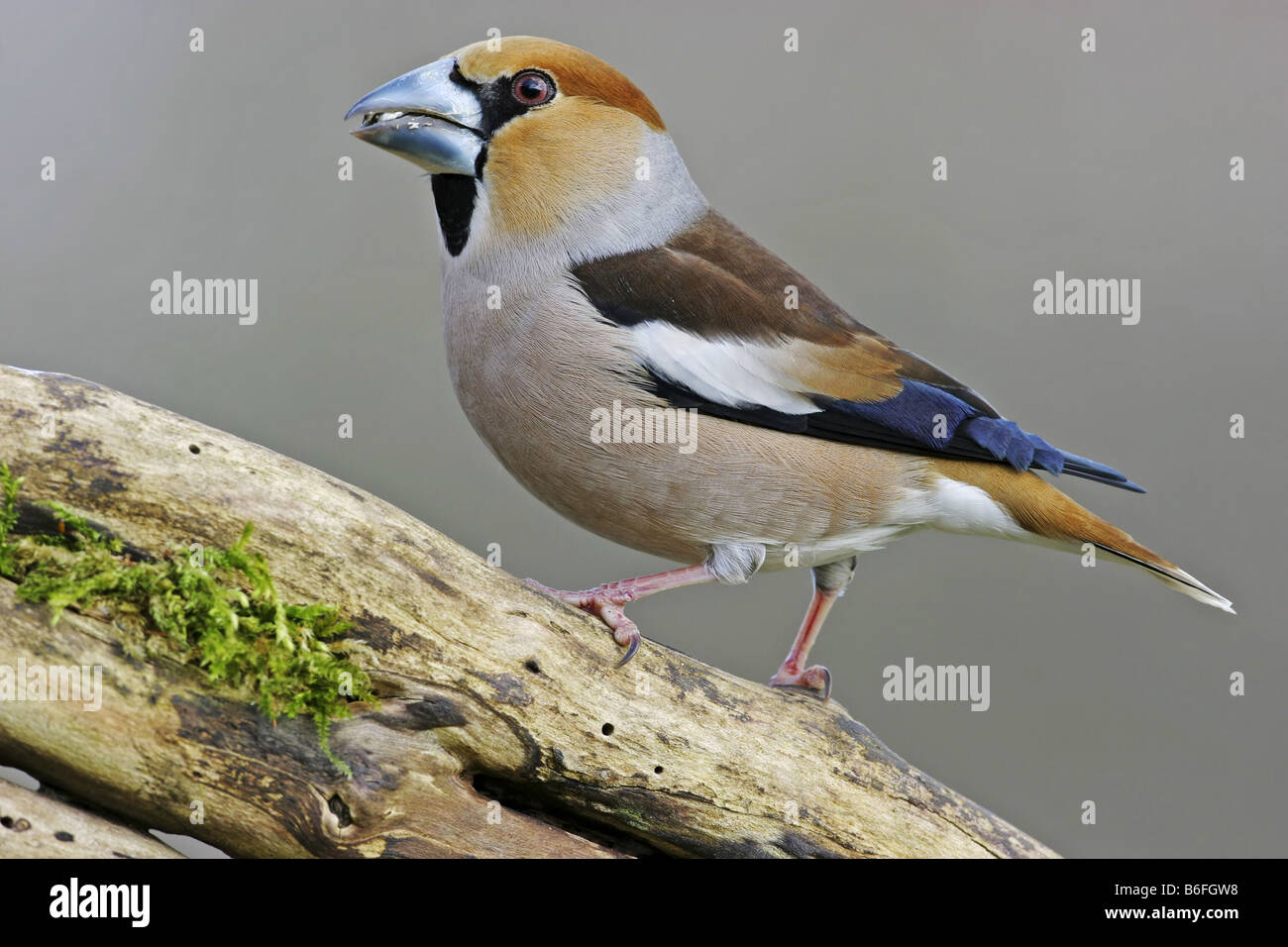 hawfinch (Coccothraustes coccothraustes), sitting on a branch, Germany Stock Photo
